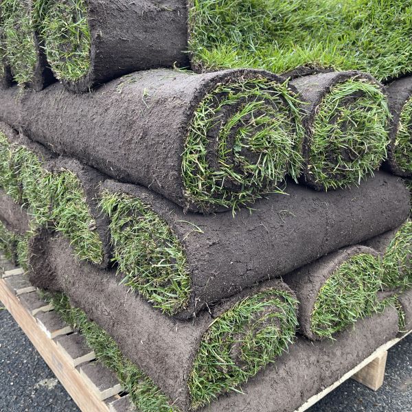 IMG_6722 Gazon en rouleau 1 m² – mélange professionnel 3 espèces – Image 1